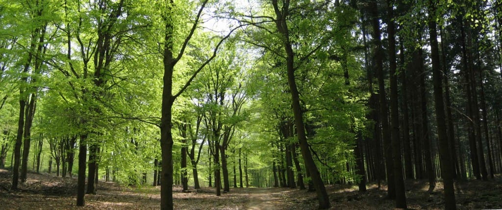 Fotoalbum Heuvelrug