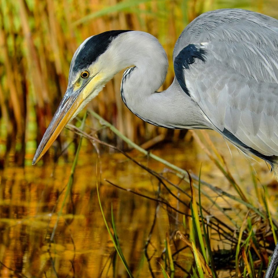 Omgeving Standard Heron 1779348 1920
